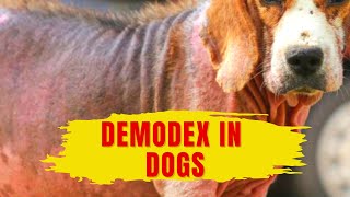 Demodex in Dogs Understanding and Managing Canine Demodectic Mange [upl. by Eyatnod]