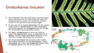 Livscykler hos växter  Biologi 2 100 p [upl. by Zoldi658]