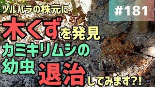 181 ツルバラの株元から木くずが！カミキリムシの幼虫を退治してみたいと思います [upl. by Caitrin]