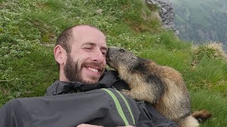 Marmot Attack  Attaque de Marmotte [upl. by Neumark]