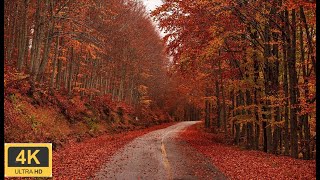 4K Autumn Forest  Relaxing Nature Video 🍁🍂 Increíbles Colores de Otoño 🍁🍂 [upl. by Eelnodnarb967]