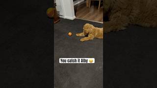 Groodle not sure what to do with the ball 😂 goldendoodle groodle puppy dog doglover [upl. by Sherrard]