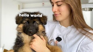 My New German Shepherd Puppy The First Week at Home [upl. by Tullius312]