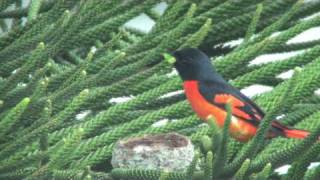 Scarlet Minivet Couple Part VII [upl. by Htyderem]