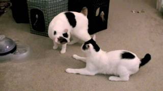 Japanese Bobtails Mochi and Manju  Fighting [upl. by Drofdarb685]