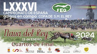 Primera Jornada Los Mejores momentos Cuartos de Final LXXXVI CTO DE ESPAÑA DE GALGOS EN CAMPO [upl. by Hubing339]