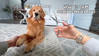 How I Groom My Dogs Paws ASMR [upl. by Nihcas]