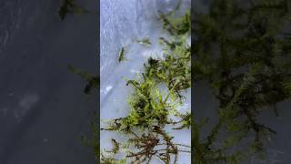 Emersed Java Moss Setup Growing Java Moss out of Water aquariumplants javamoss plantgrowth [upl. by Imat233]