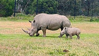 4 Nov 2024 Werribee Zoo Vic Australia [upl. by Gorga]