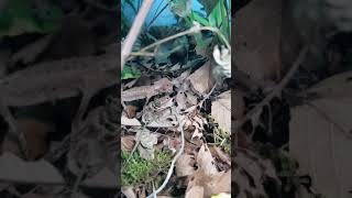 Nj chameleonbrookesia 냠냠 타임 [upl. by Evadne]