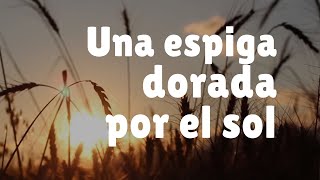 UNA ESPIGA DORADA POR EL SOL  Música para Dios [upl. by Otreblasiul]