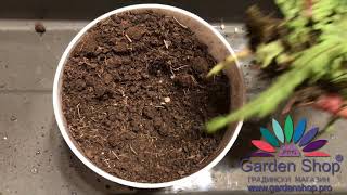 How to growing asplenium trichomanes [upl. by Ilrahs420]