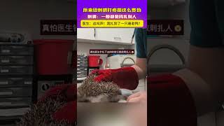 😂原来给刺猬打疫苗这么费劲？刺猬：一般都是我扎别人 万万没想到 animals  China Cradle 山西华夏文明的摇篮 [upl. by Suirtemed945]