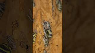 Armadillidium Maculatum Zebra “Yellowquot [upl. by Burty64]