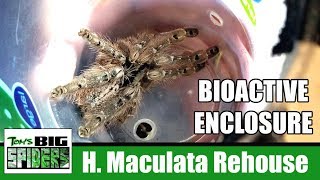 H maculata Bioactive Enclosure and Rehouse [upl. by Nordine]