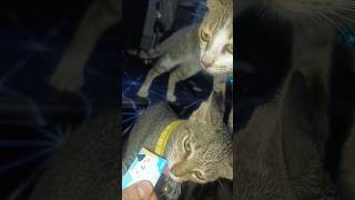 Cat Mukbang this food [upl. by Nilsoj510]