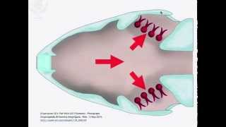 Ventilation and Gas Exchange [upl. by Berthold]