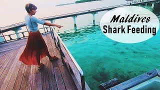 Shark Feeding  Maldives Travel  World Ghoomo [upl. by Stilu]