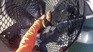 Walleye Fishing Bigfork MN June 2016 [upl. by Nayr248]