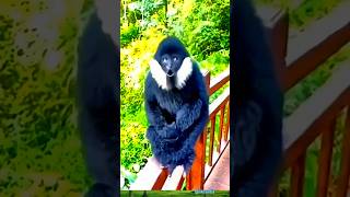 Gibbon monkey sound likesadia animals gibbon 👌 [upl. by Jarita]