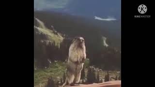 Marmotta che urla Meme 🐿 Fatto da Capra Cornuta [upl. by Enyawud]