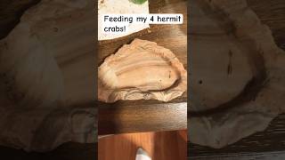 Feeding my 4 hermit crabs [upl. by Silra]