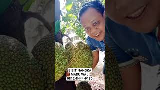 Jual Bibit Nangka Mini  Jual Bibit Nangka Madu Di Jakrta [upl. by Eiramyllek]