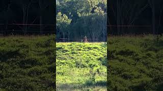 Kangaroos fighting at the dam  Only in Australia  Part One [upl. by Ewart]