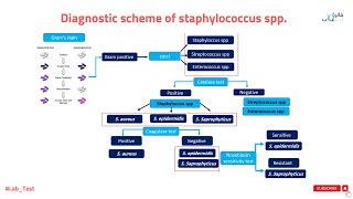 مخطط تشخيص المكورات العنقودية Diagnostic scheme of Staphylococcus spp [upl. by Tate]