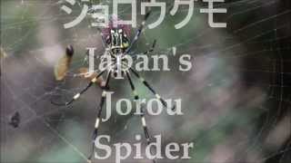 Nephila Clavata  Japans Jorou Spider ジョロウグモ  part 1 [upl. by Dett]