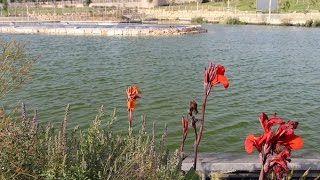 A Lake in the Middle of the Desert at Dimonas Ben Gurion Park [upl. by Jaquenetta]