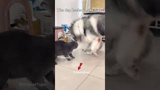 Dogs prevent fighting between cats😂🤣  dog cats animals pets comedy [upl. by Arama]