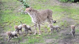 Neues vom GepardenNachwuchs 2015 im Zoo Rostock  Update 16072015 [upl. by Ynnahc267]