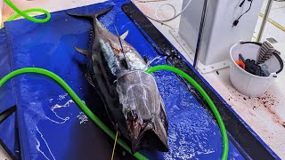 Bluefin Tuna Season 2024 has begun [upl. by Zilber]