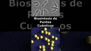 🔬Biosíntesis de Puntos Cuánticos🌟 [upl. by Annawad]