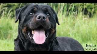 large Dutch Rottweiler male 72cm 64kg Goodbye my friend thanks [upl. by Cantone481]