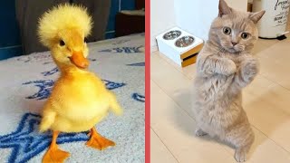 CLASSIC Dog and Cat Videos 😹🐷🐱 1 HOURS of FUNNY Clips 🙀 Cute baby animals videos 2024 [upl. by Adroj]