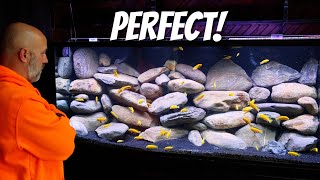 I Built The PERFECT Tank For Cichlids Yellow Lab Aquascape [upl. by Ondrej]