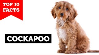 Cockapoo  Top 10 Facts [upl. by Cornall]