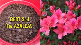 How To Grow Azalea Plant In Pot Complete Guide [upl. by Mimi]