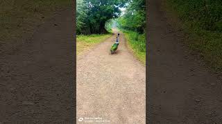 💖💖💖 beautiful peacock on the way peacock birds nature wildlife shortsclip [upl. by Ennyroc]