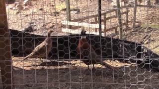 Ring Necked Pheasant Update First Eggs and Strutting Rooster [upl. by Nelon]