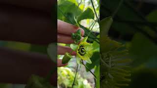 Пассифлора Летучая Мышь Coriacea  Passiflora Coriacea coriacea passiflora пассифлора [upl. by Nitreb]