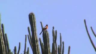 Birds of Venezuela Venezuelan Troupial [upl. by Eiznyl]