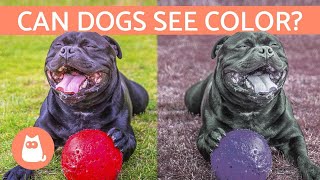 Can Dogs See Color  How a Dogs VISION Works [upl. by Dewhirst]