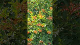 Redspotted Purple Butterflies on pollinator magnet firebush [upl. by Ahsikram]