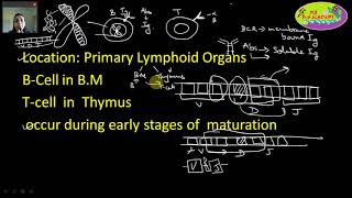 Immunology VDJ Recombination Somatic Recombination Antibody Diversity Part1 [upl. by Nemzaj735]