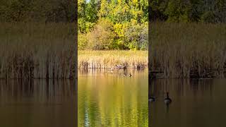 Geese landing on water with honking sounds birdnoises minnesotalife canadageese [upl. by Diver503]