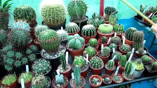 How to use Neem Oil as a Soil drench amp Foliage spray on Cacti amp Succulents [upl. by Strohl]