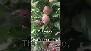 MALUS DOMESTICA AKA APPLE [upl. by Luanni]